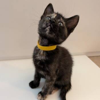 Seahorse -  Domestic Short Hair Cat for Adoption in Philadelphia, Pennsylvania - Seahorse | PetCurious