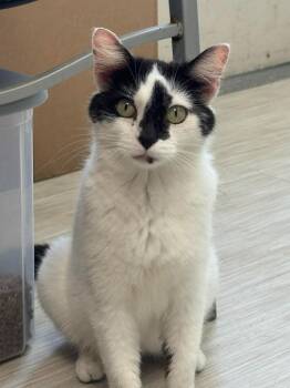 Alfredo -  Domestic Short Hair Cat for Adoption in Marion, Ohio - Alfredo | PetCurious