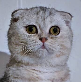 Rescue Scottish Fold Cats for Adoption in Converse, Texas - Hadia | PetCurious