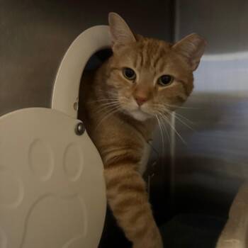 Domestic Short Hair Cats Available for Adoption in York, Pennsylvania - Sandy | PetCurious