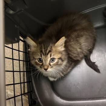 Huey -  Domestic Medium Hair Cat for Adoption in Charleston, West Virginia - Huey | PetCurious