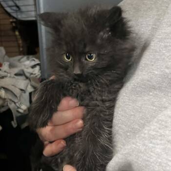 Domestic Medium Hair Cats Available for Adoption in Minneapolis, Minnesota - Ebony | PetCurious