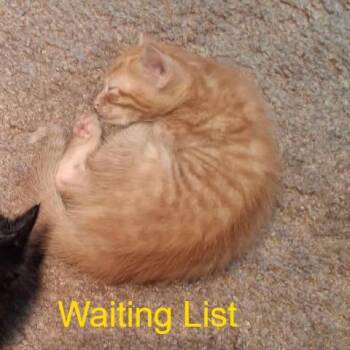Fred -  Domestic Medium Hair Cat for Adoption in Livingston, Texas - Fred | PetCurious