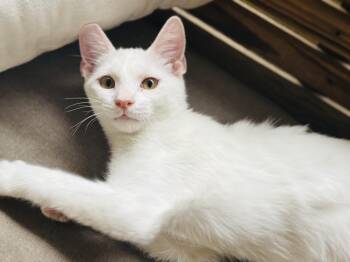 Smooch -  Domestic Short Hair Cat for Adoption in Lucedale, Mississippi - Smooch | PetCurious