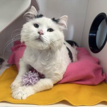Domestic Long Hair Cats Available for Adoption - Silkie | PetCurious