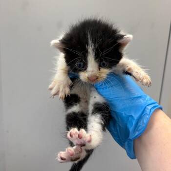 Queso -  Domestic Short Hair Cat for Adoption in Columbiana, Alabama - Queso | PetCurious