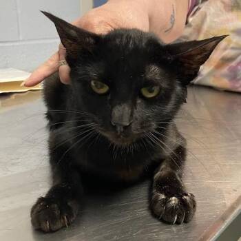 Jules -  Domestic Short Hair Cat for Adoption in Dekalb, Illinois - Jules | PetCurious