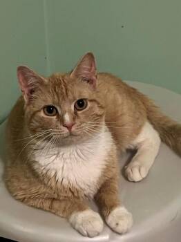 Domestic Short Hair Cats Available for Adoption - Fritz | PetCurious