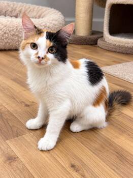 Harlow -  Domestic Short Hair Cat for Adoption in Rio Linda, California - Harlow | PetCurious