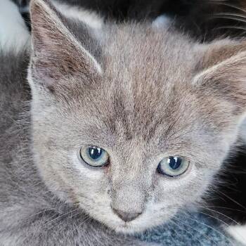 Gabble -  Domestic Short Hair Cat for Adoption in Birmingham, Alabama - Gabble | PetCurious