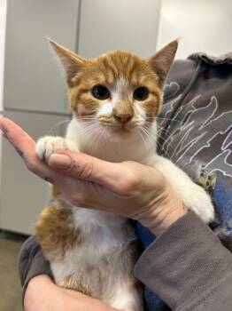 Jelli -  Domestic Short Hair Cat for Adoption in Thousand Oaks, California - Jelli | PetCurious