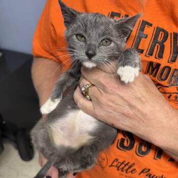 Rescue Russian Blue and Chartreux Cats for Adoption in Mount Vernon, Illinois - Juniper | PetCurious
