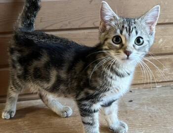 Miley -  Domestic Short Hair Cat for Adoption in Columbus, Indiana - Miley | PetCurious