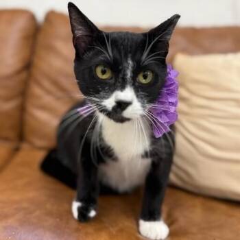 Cookies and Cream -  Tuxedo and Domestic Short Hair Cat for Adoption in Friendswood, Texas - Cookies And Cream | PetCurious