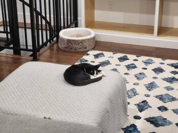 Rescue Domestic Short Hair Cats for Adoption in North Haven, Connecticut - Antonio | PetCurious