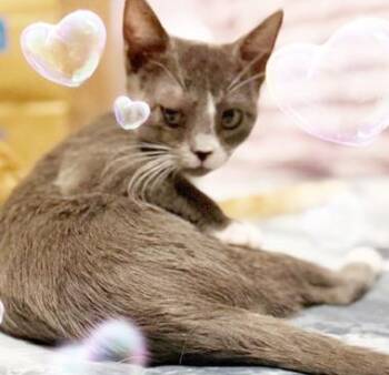 Ren J -  Domestic Short Hair Cat for Adoption in North Highlands, California - Ren J | PetCurious