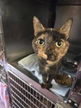Fawn -  Domestic Short Hair Cat for Adoption in South Bend, Indiana - Fawn | PetCurious
