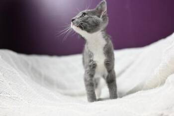 Bowser -  Domestic Short Hair Cat for Adoption in Wilmington Island, Georgia - Bowser | PetCurious