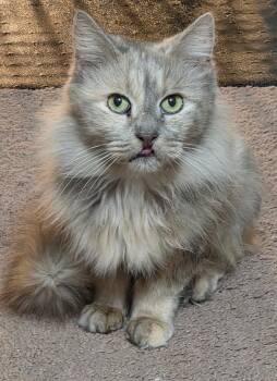 Domestic Long Hair Cats Available for Adoption - Princess | PetCurious