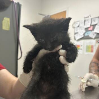 Jesse -  Domestic Short Hair Cat for Adoption in Charleston, West Virginia - Jesse | PetCurious