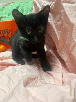 Rescue Domestic Short Hair Cats for Adoption in Saint Charles, Missouri - Ghost | PetCurious