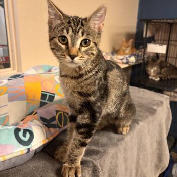 Domestic Short Hair Cats Available for Adoption - Coco | PetCurious