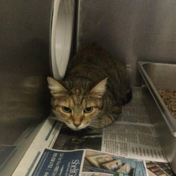 Bessy -  Domestic Short Hair Cat for Adoption in Marshall, Virginia - Bessy | PetCurious