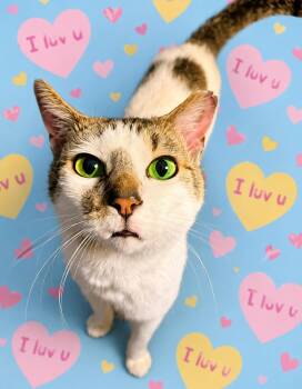 Sully -  Domestic Short Hair Cat for Adoption in Charlotte, North Carolina - Sully | PetCurious