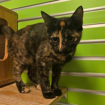 Kyla -  Domestic Short Hair Cat for Adoption - Kyla | PetCurious
