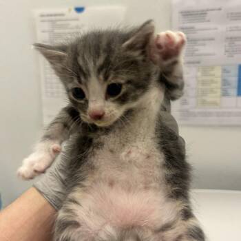 Thunderbird -  Domestic Short Hair Cat for Adoption in Park City, Utah - Thunderbird | PetCurious