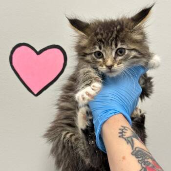 Tonka -  Domestic Long Hair Cat for Adoption in Spring Hill, Kansas - Tonka | PetCurious