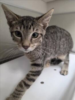 MITCH -  Domestic Short Hair Cat for Adoption in Tracy, California - MITCH | PetCurious