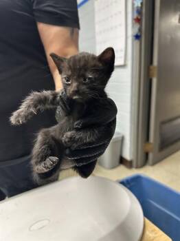 JESSICA -  Domestic Short Hair Cat for Adoption in Stockton, California - JESSICA | PetCurious