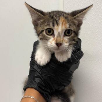Lightning -  Domestic Short Hair Cat for Adoption in Abilene, Texas - Lightning | PetCurious