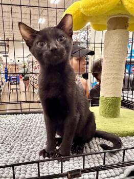 Midas (Green Collar) -  Domestic Short Hair Cat for Adoption in Augusta, Georgia - Midas (Green Collar) | PetCurious
