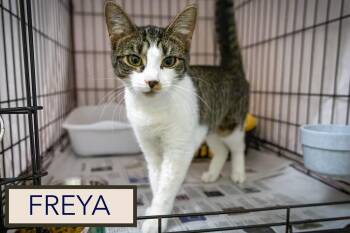 Freya (FCID# 05/21/2026 - 29 Trainer) -  Domestic Short Hair and Tabby Cat Available for Adoption in Greenville, Delaware - Freya (FCID# 05/21/2026 - 29 Trainer) | PetCurious