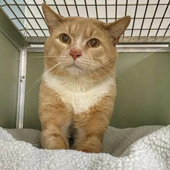 Domestic Short Hair Cats Available for Adoption - Dinosaur | PetCurious