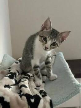 PIGLET -  Domestic Short Hair Cat for Adoption in Sacramento, California - PIGLET | PetCurious