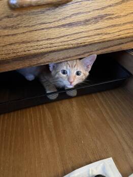 Mickey -  Domestic Short Hair Cat for Adoption in Wheaton, Illinois - Mickey | PetCurious