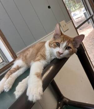 Kitten 27881 (Billy) -  Maine Coon Cat for Adoption in Parlier, California - Kitten 27881 (Billy) | PetCurious