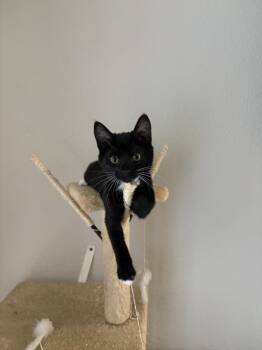 NATASHA -  Domestic Short Hair Cat for Adoption in Las Vegas, Nevada - NATASHA | PetCurious