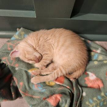 Domestic Short Hair Cats Available for Adoption in Chattanooga, Tennessee - Marigold | PetCurious