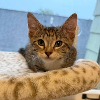 Spinel -  Domestic Short Hair Cat for Adoption in Evanston, Illinois - Spinel | PetCurious