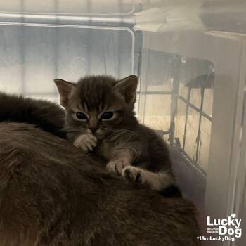 Domestic Short Hair Cats Available for Adoption in Washington, District Of Columbia - Cuppa Half N Half | PetCurious