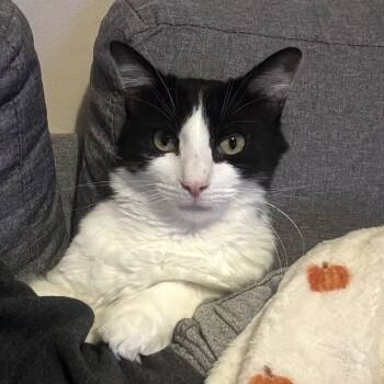 Rescue Domestic Short Hair Cats for Adoption in Huntington, West Virginia - Conrad | PetCurious