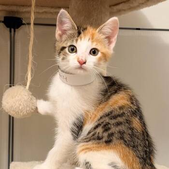 Breezy -  Domestic Short Hair Cat for Adoption in Fredericksburg, Virginia - Breezy | PetCurious