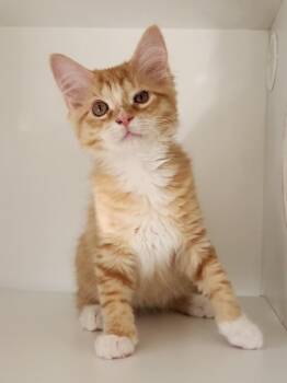 Cheetos -  Domestic Short Hair Cat for Adoption in Elmsford, New York - Cheetos | PetCurious