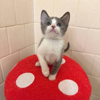 Buffy Summers-CA -  Domestic Short Hair Cat for Adoption in Tallahassee, Florida - Buffy Summers-CA | PetCurious