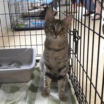 Kat -  Domestic Short Hair Cat for Adoption in Riverwoods, Illinois - Kat | PetCurious