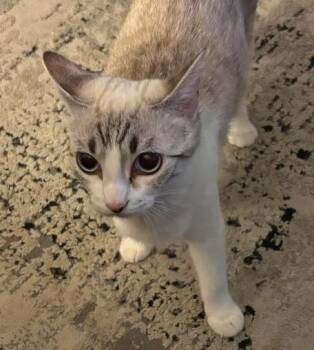 Duchess -  Siamese Cat for Adoption in Waxahachie, Texas - Duchess | PetCurious